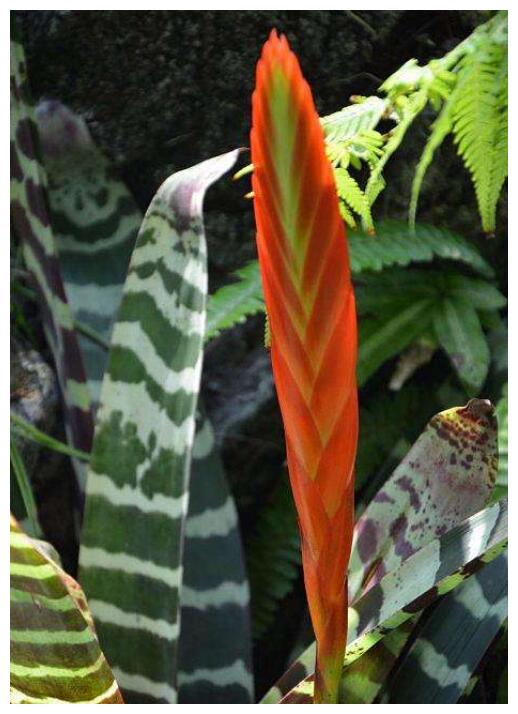 丽姐说花卉:虎纹凤梨-颜值超高,怎么养长得好?