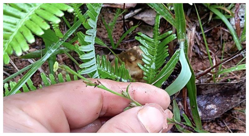 麦田一野草,人称"草中黄金"晒干2千元一斤,真有这么好?