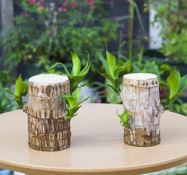 比绿萝还好养的"巴西木",2个方法,水培精致无比,土养最大气