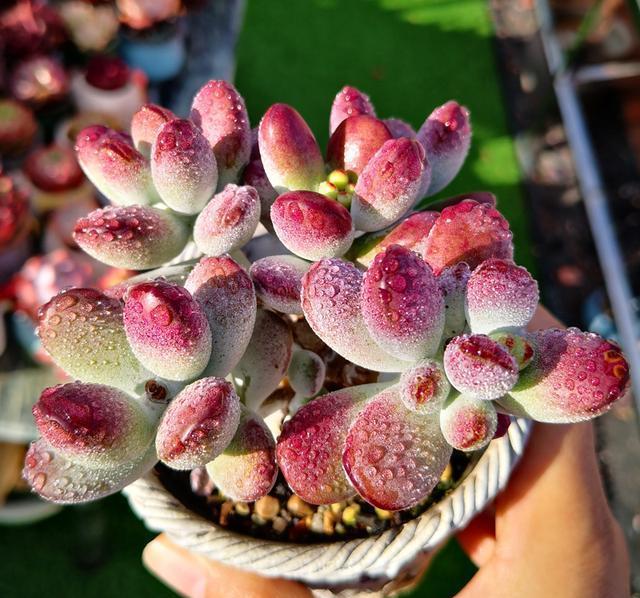 养多肉,做到"3控,1多,1勤"美艳多汁,胖成肉球