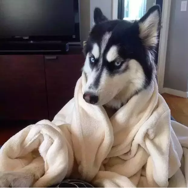 雪橇三傻中的二傻哈士奇表情包界的扛把子