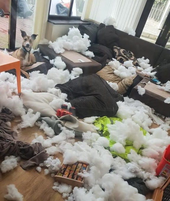 5只狗狗拆家上了新闻,虽然没有哈士奇,但战斗力都超强