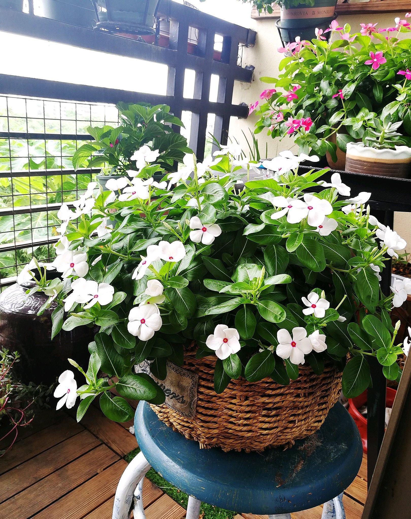 垂吊长春花,阳台盆栽"新宠",叶绿花美,四季花开,好养如绿萝