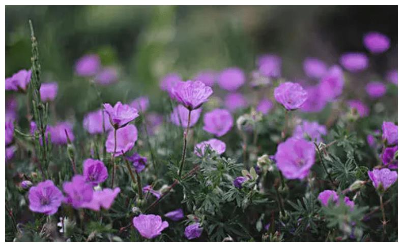 10月初3大生肖横财入账，大旺特旺，事业活跃，笑得最灿烂休闲区蓝鸢梦想 - Www.slyday.coM