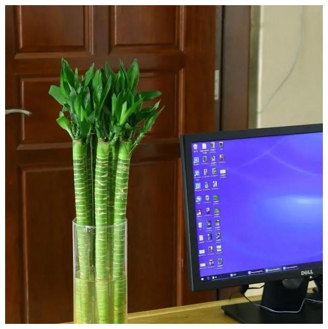 在东南方位摆二盆水或文昌塔,文昌笔,文昌竹等均有帮扶.