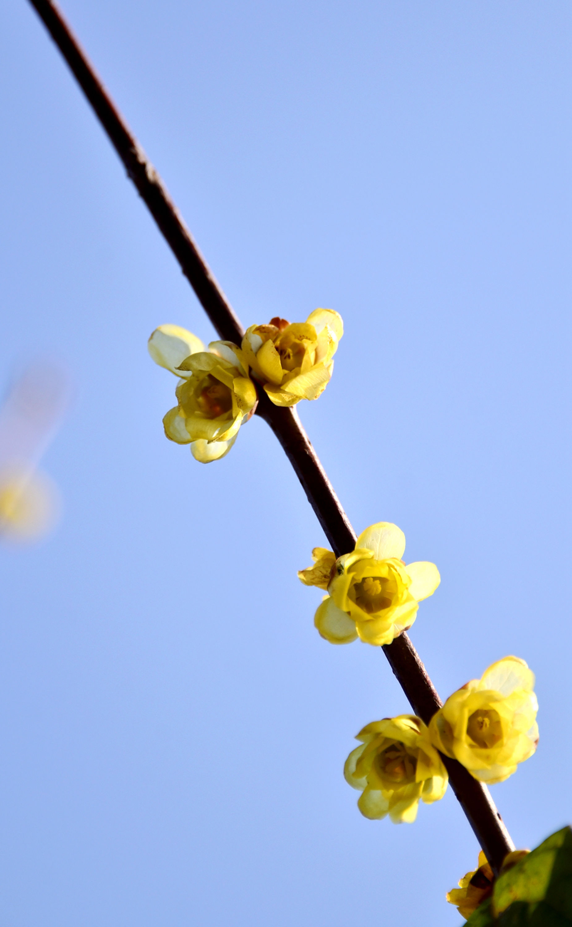 腊梅花已绽放,今年有点特别,叶子大部分没掉落,但花香清新四溢__财经