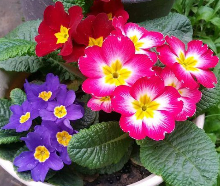 非洲富贵花怎么养 5种富贵花 家里养一盆 好养漂亮花期长 人见人爱 上海轩冶木业有限公司