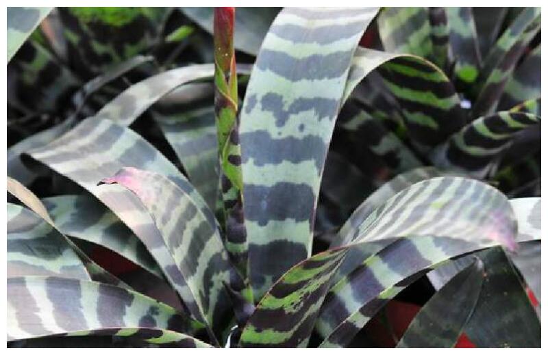 丽姐说花卉:虎纹凤梨-颜值超高,怎么养长得好?