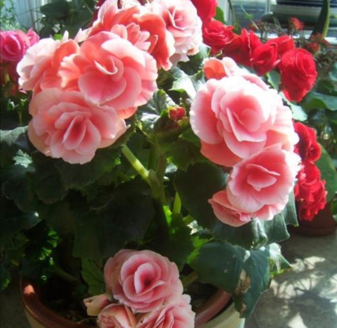 养丽格海棠记住几个养护技巧一年四季都能开花