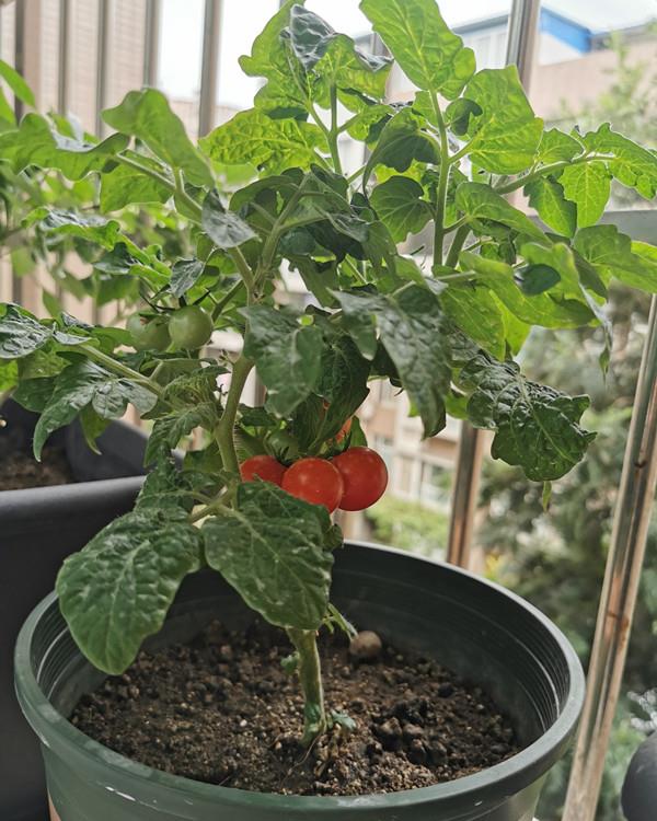 也叫樱桃番茄,袖珍番茄等,系国外育种家培育,植株低矮小巧,高只有20多