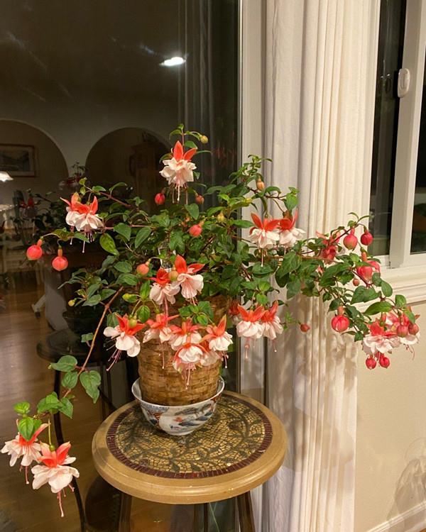 室内盆栽"新宠"—灯笼花,花似灯笼,漂亮又喜庆,养护也不难