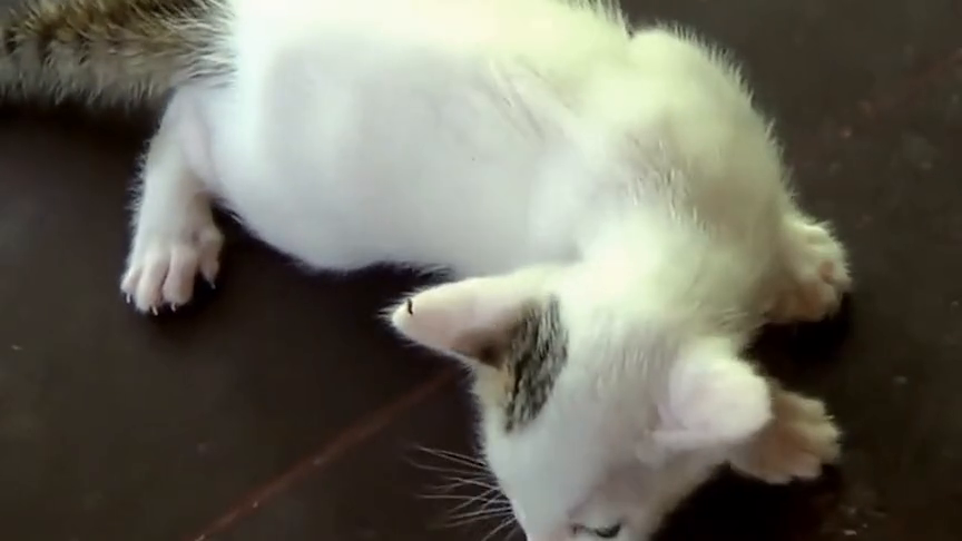 小奶猫被主人拿出来玩 这样子猫妈妈发怒了 小奶猫被主人拿出来玩 这样子猫妈妈发怒了