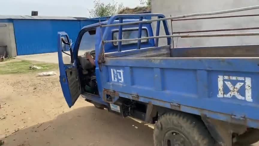 王常输喂的大猪要卖了,装了一车又一车,累的满头大汗也高兴