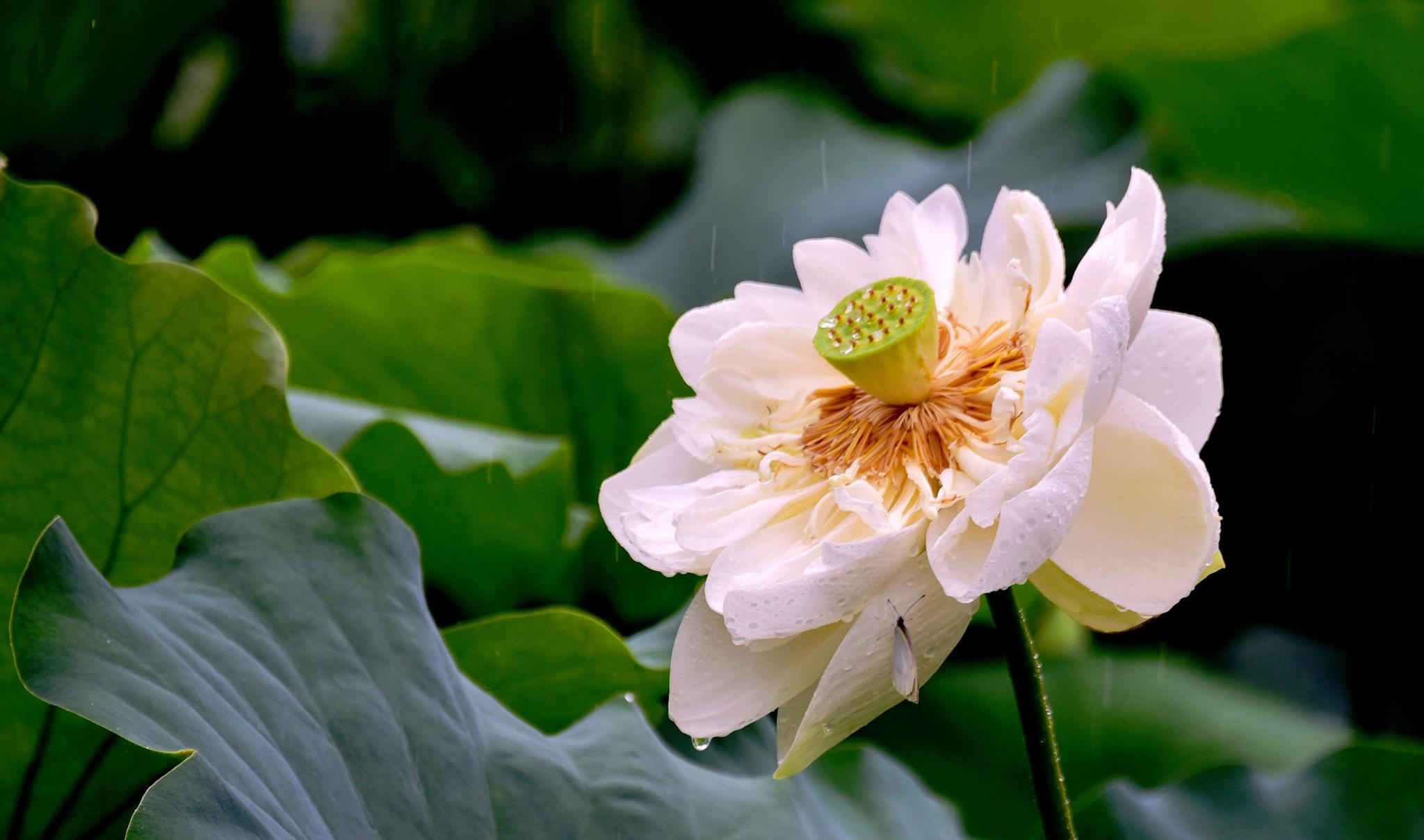 雨中随手拍梅雨季的江南江苏无锡锡山区鹅湖镇鹅湖玫瑰园