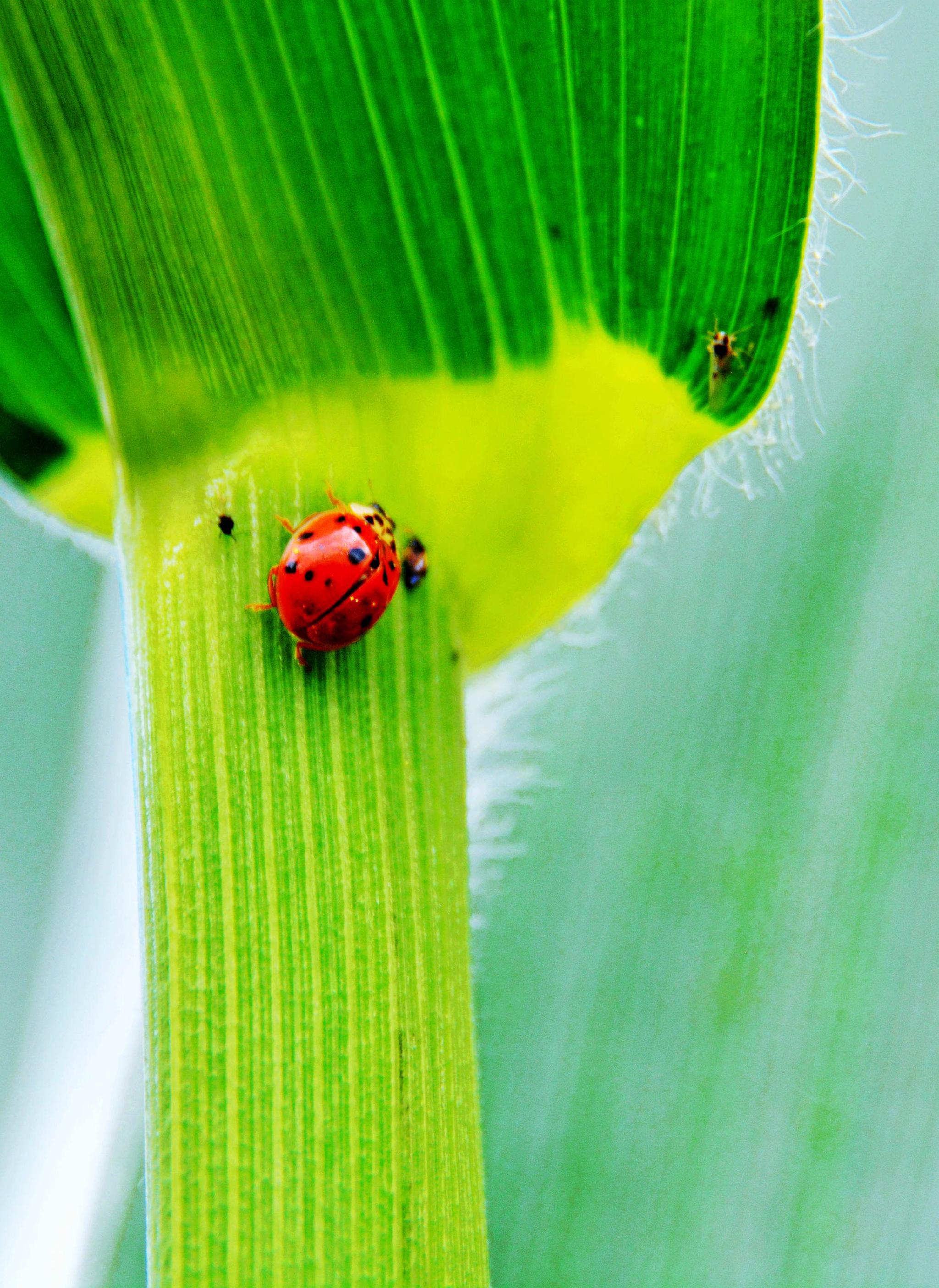 小瓢虫点缀了夏日的美