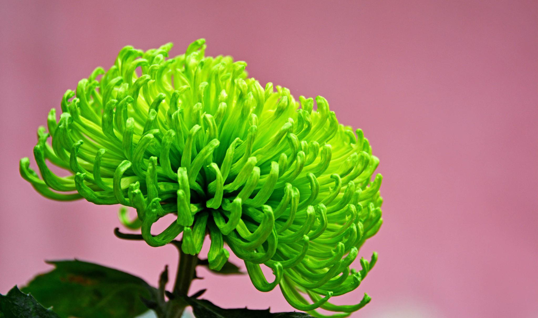 草塘秋菊,菊花以其千变万化的姿态,色彩万千的容颜深受大众喜爱