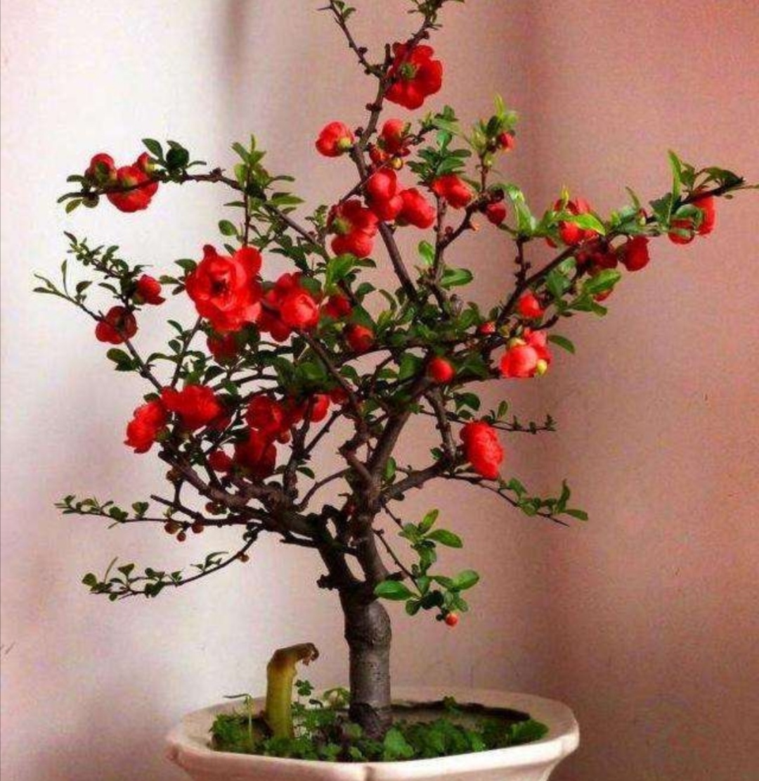 养海棠盆栽,几个关键养护要做对,才能大量开花__财经头条