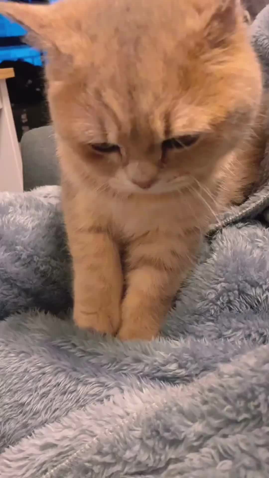 不情愿 新浪(移动端)