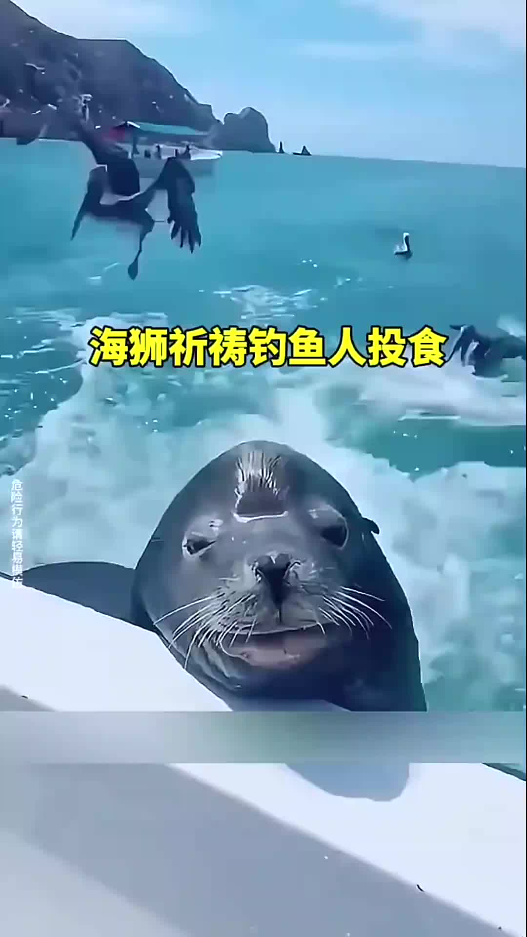 海狮祈祷钓鱼人投食