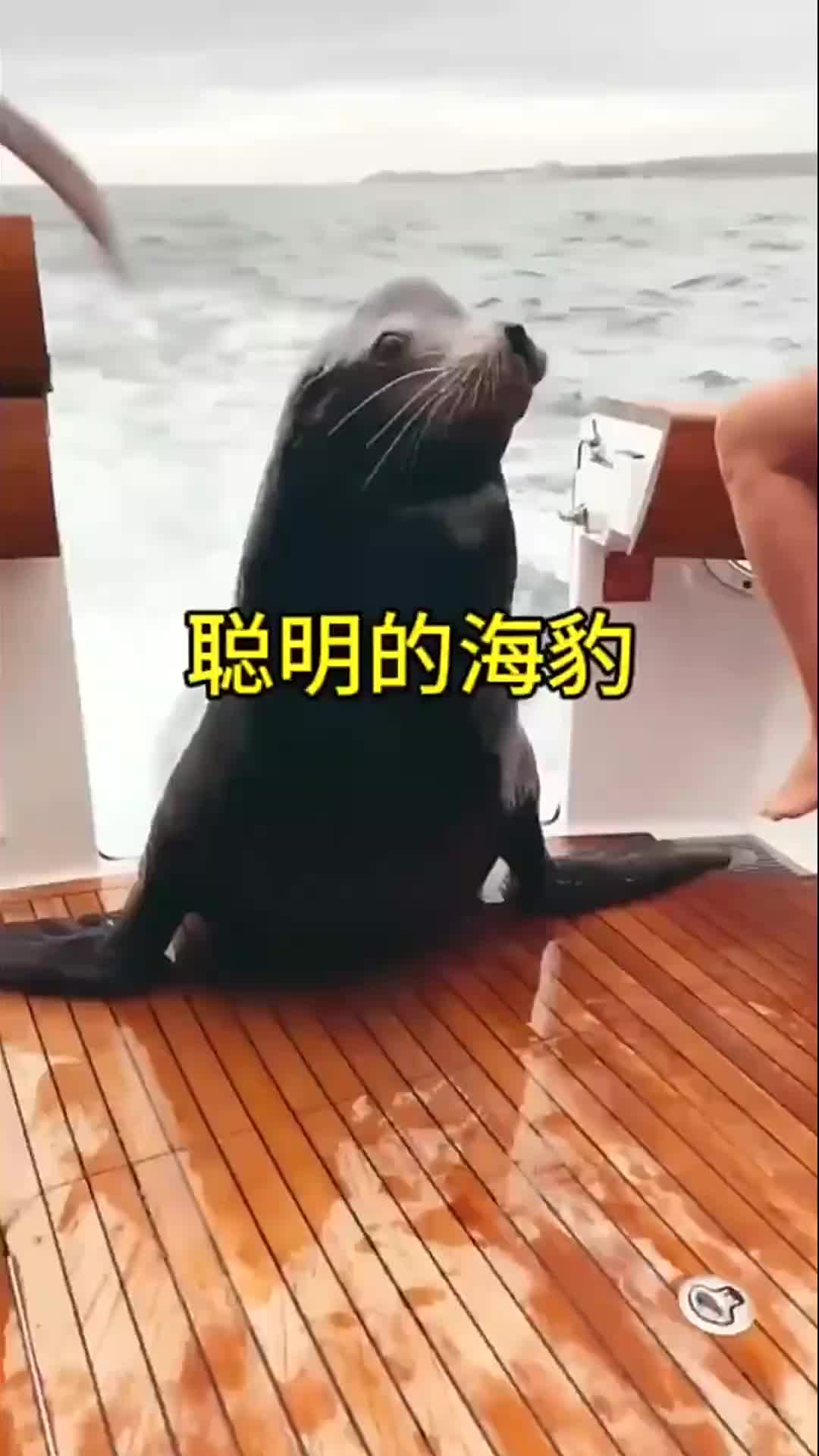 聪明的海豹