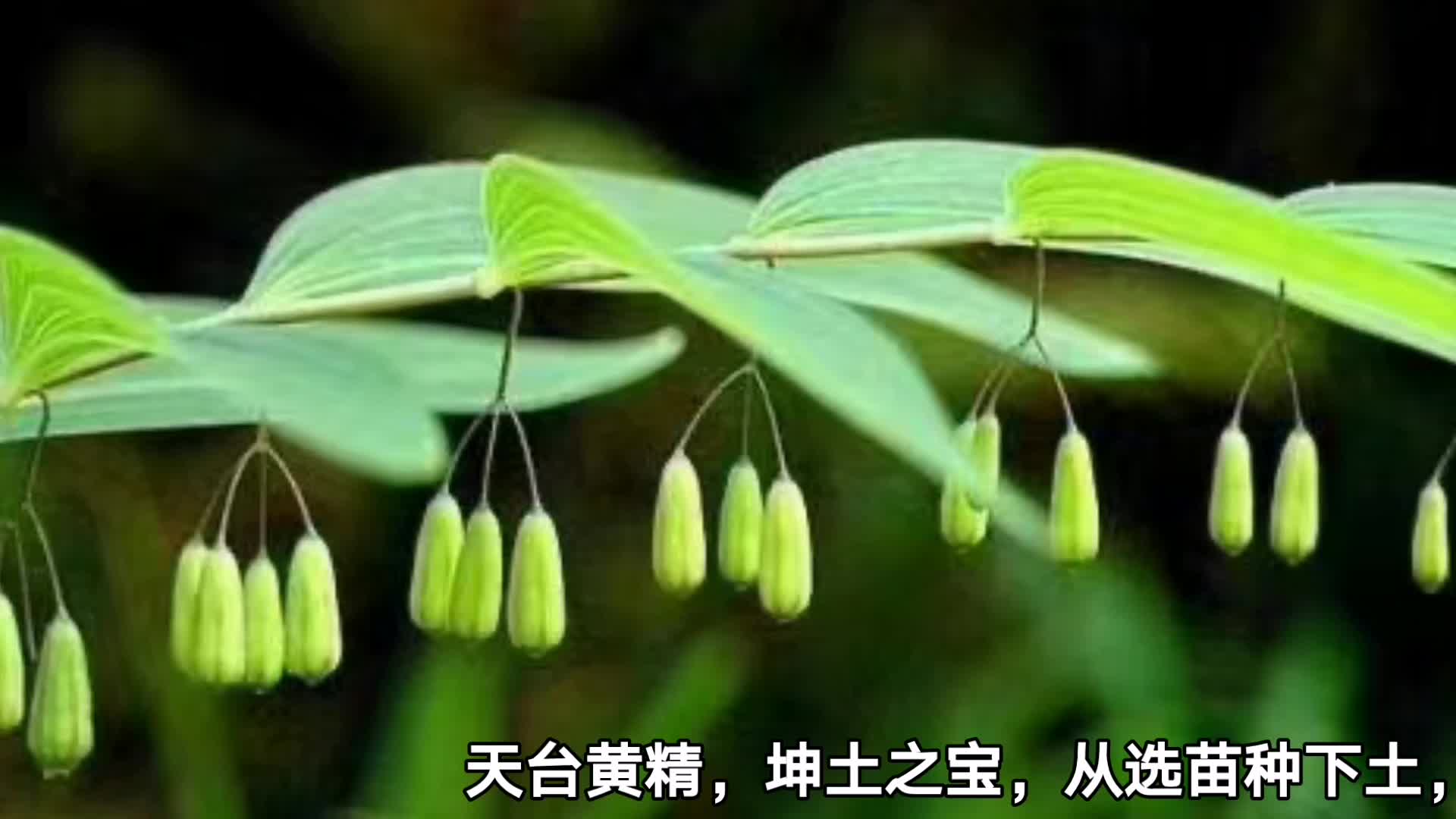 天台山首届黄精文化节暨黄精开蒸节在泳溪乡野猪堂茶场隆重举行