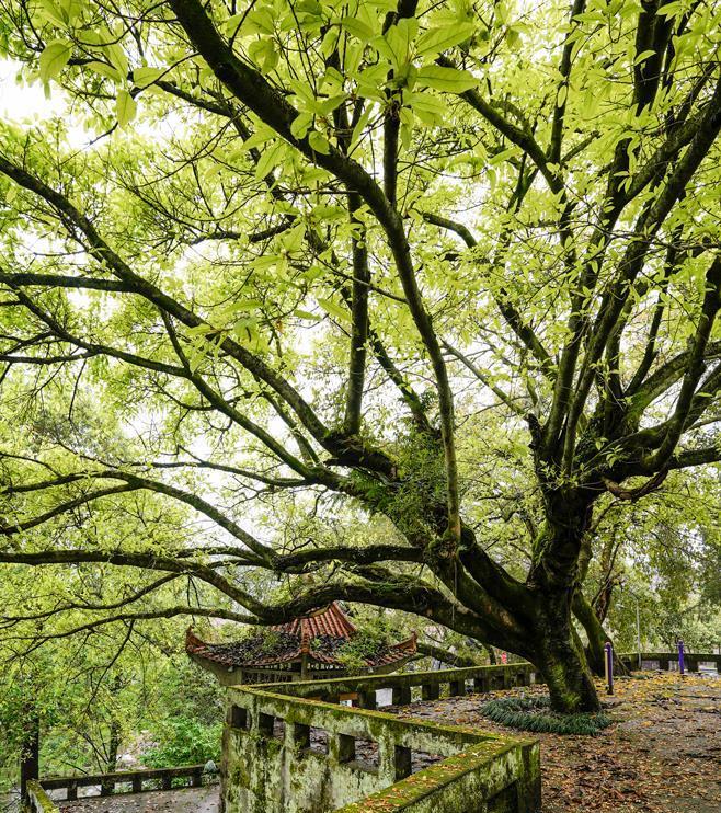 四川达州:昨天拍舵石鼓电站的黄桷树 引来朋友的感叹