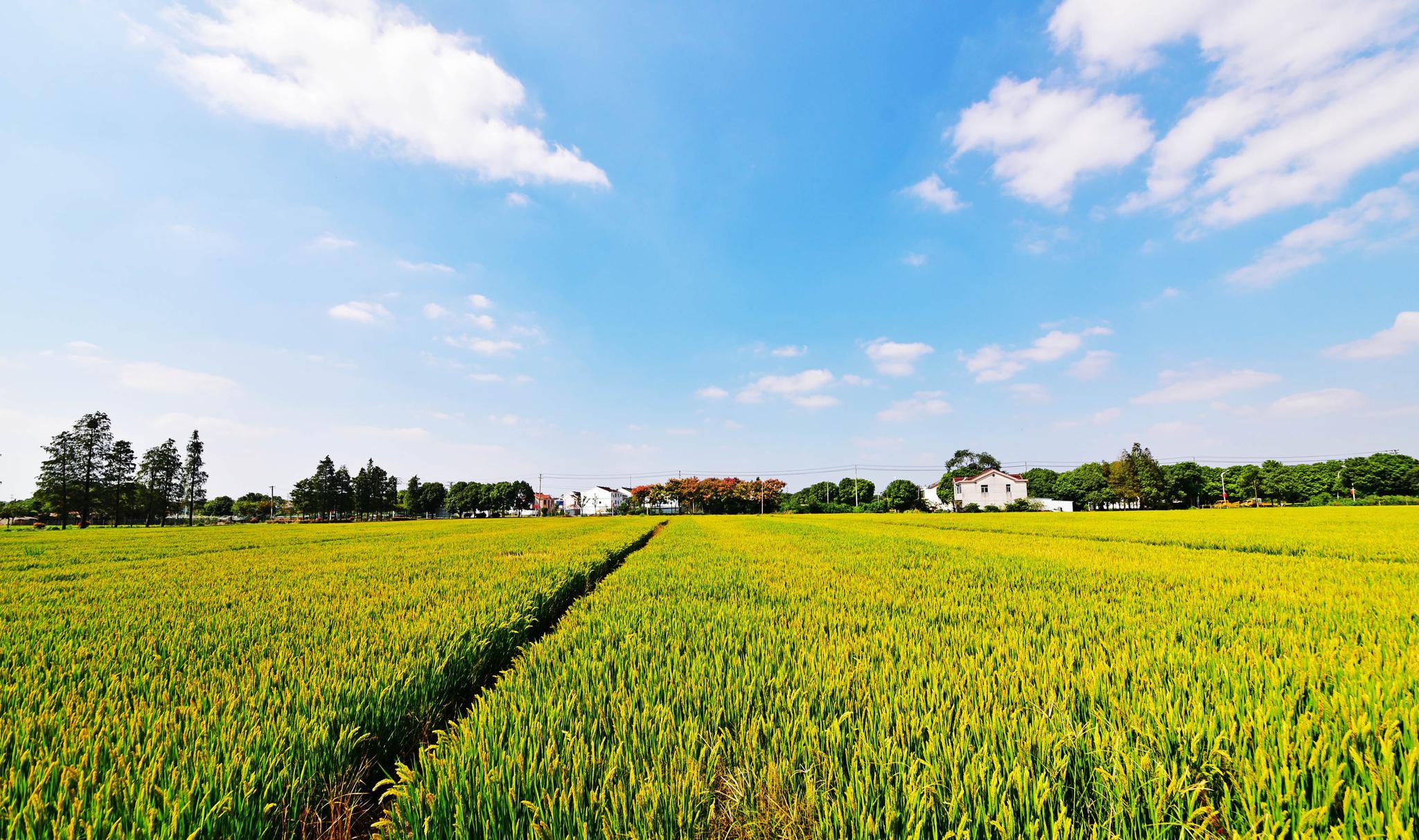 丰收的田野谨以此片告慰袁老一路走好