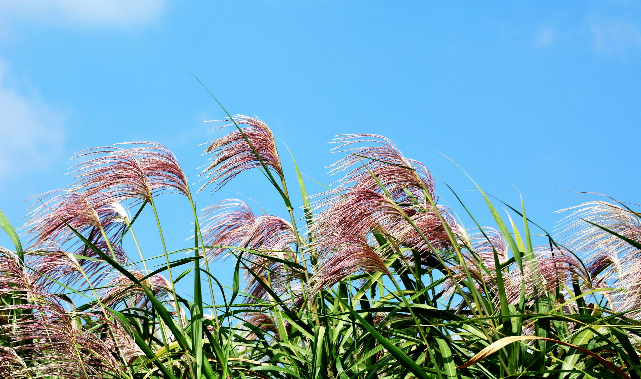 荻花摇曳秋风里
