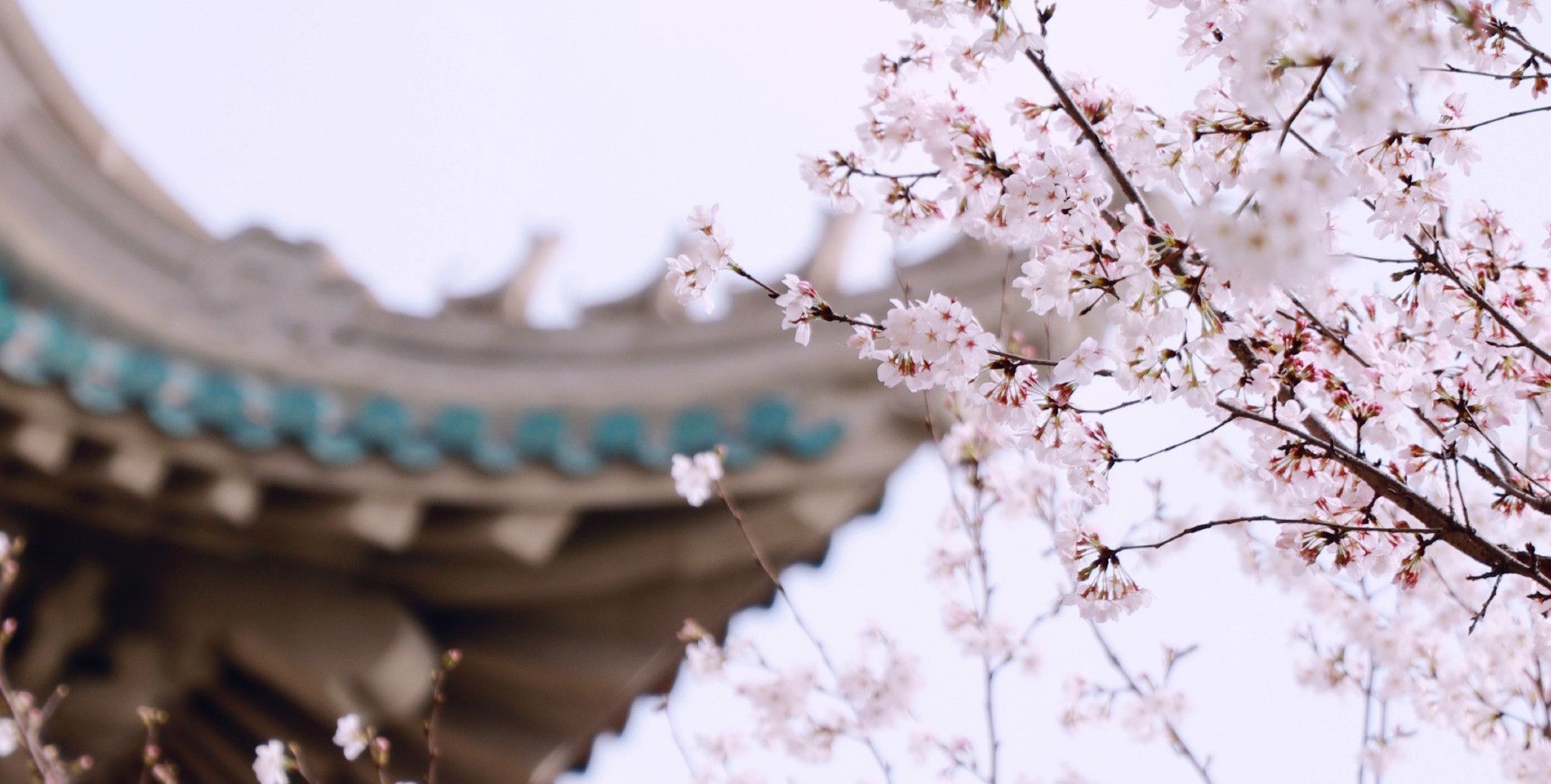 武汉大学樱花开了,千万游客用这种方式赏樱,前所未有的体验