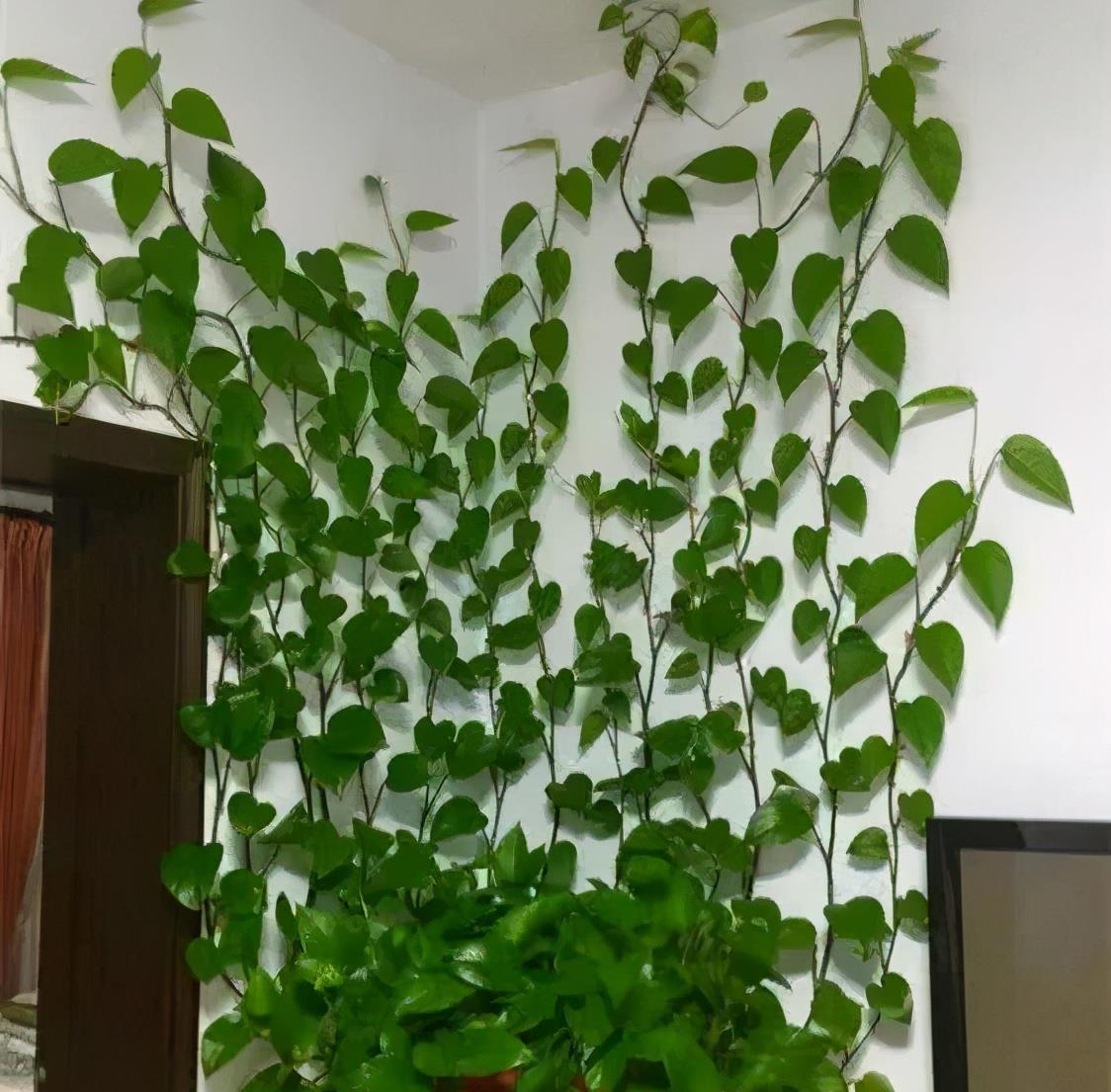 绿萝养疯了真是"累赘",剪掉后,反而更好看