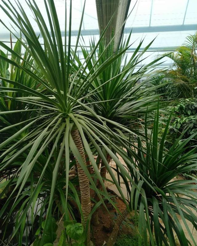 热带物种龙血树总养不好?注意这些,植株挺拔壮实叶浓绿