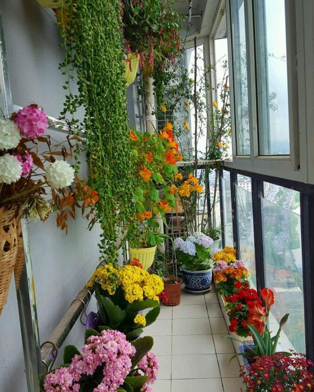 家里养5种花阳台变成花海寓意好年景吉祥