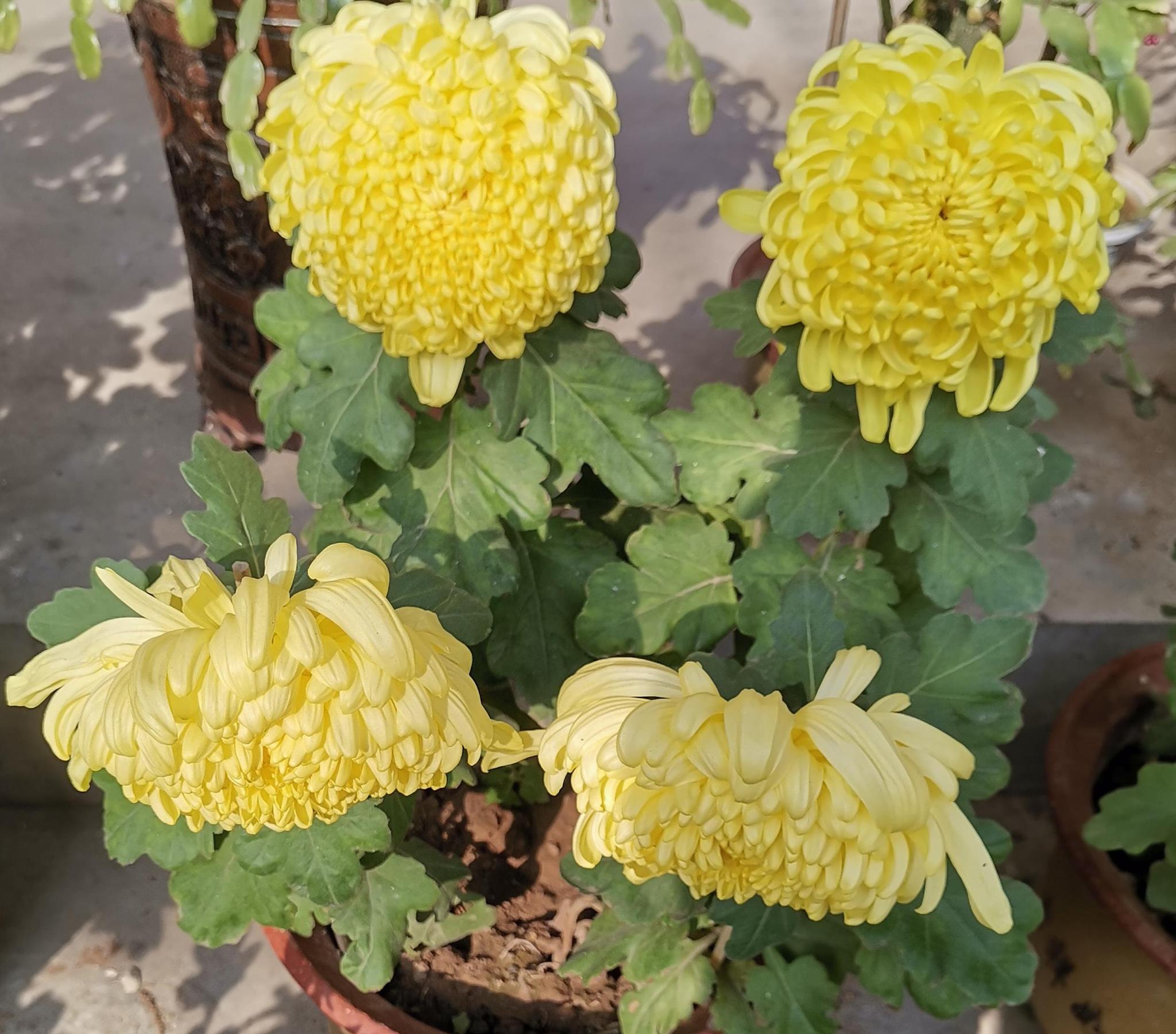 大概是9月到11月之间不过现在栽培的菊花品种多,品种不同开花时间就不