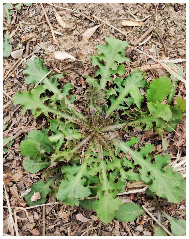 春天见到这野菜我就不放过有人嫌它苦跟我学这么做好吃还不苦