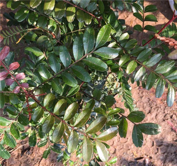 自带桔子香气秀美香叶树,清香木这么养护,芳香浓郁,品质非凡