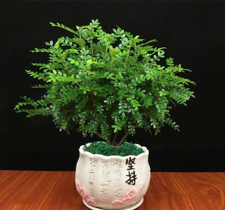 自带桔子香气秀美香叶树,清香木这么养护,芳香浓郁,品质非凡