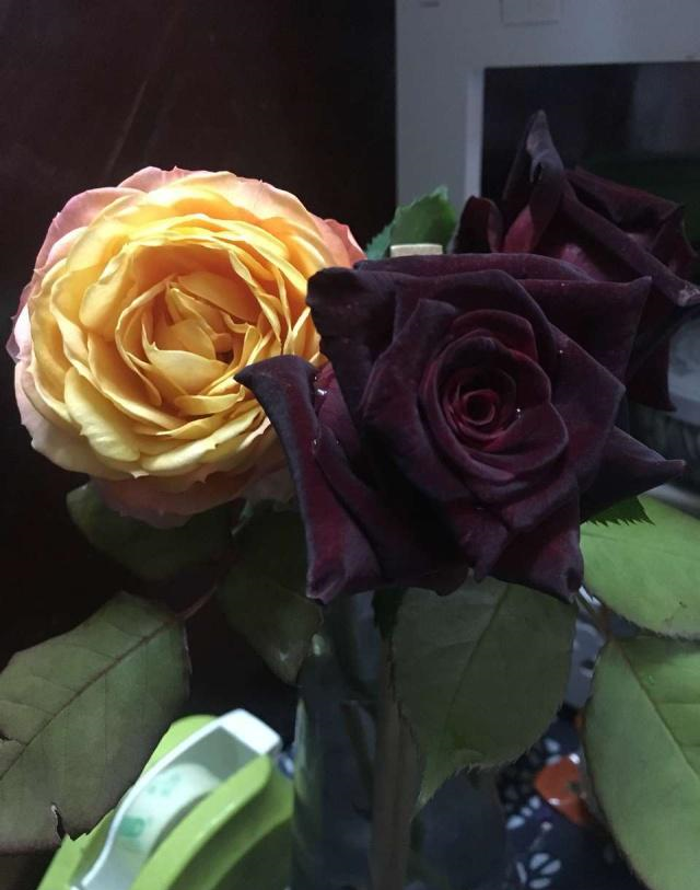 很少人知道黑色月季花主流品种主要是黑魔术和黑美人,因为月季和玫瑰