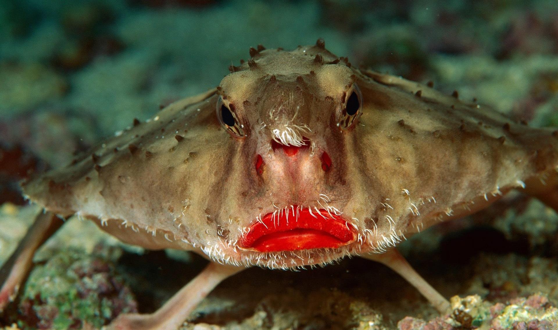 5种奇葩的鱼类_高清图集_新浪网