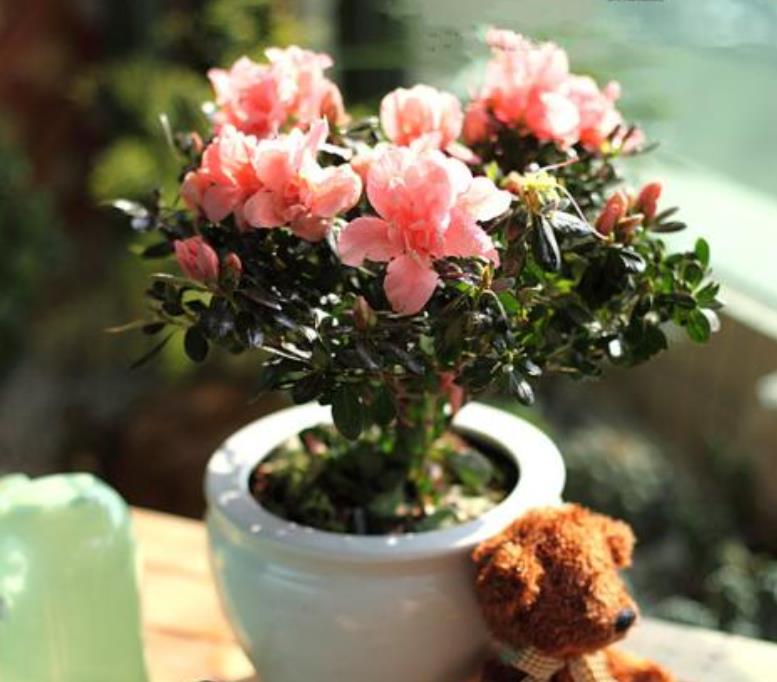 小齐养花总结的6大点今天分享出来学会什么花都能养