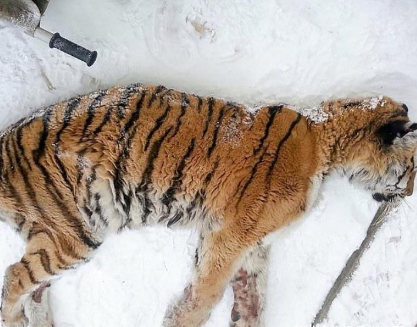 西伯利亚虎难忍牙疼抛下威风向猎人求助老虎给点药呗