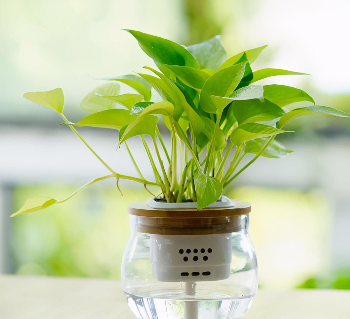 冬天如何养好绿箩,注意这4点,不黄叶还长势好|绿萝|绿箩|植物_新浪新