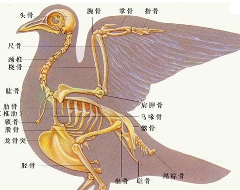 企鹅的骨架图图片