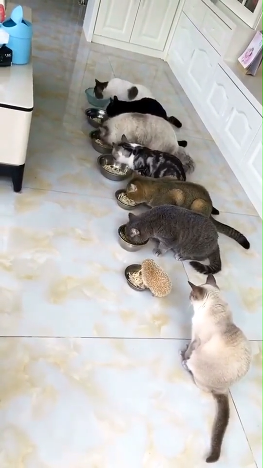 我正在感叹,这七只猫咪看起来非常的萌,一个像一个小圆球一样,非常的