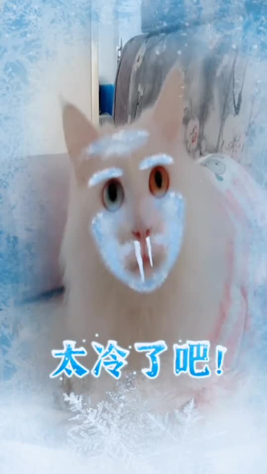 天太冷了看把猫咪冻的