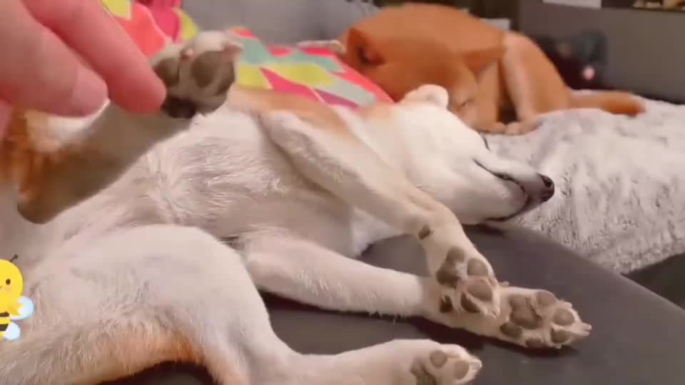 狗狗也有痒痒肉?挠脚底板这个反应好搞笑