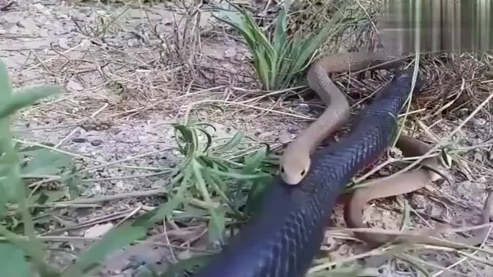 看这眼镜王蛇吃眼镜蛇的样子,冷血动物的世界,没有同类可言