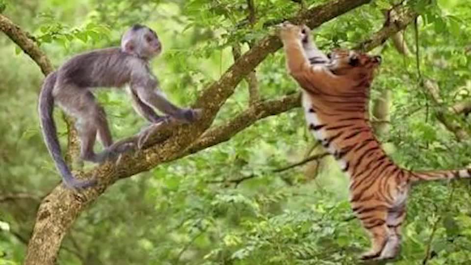 老虎被猴子戏耍,气得直接上树抓捕猴子,谁说老虎不会爬树的?
