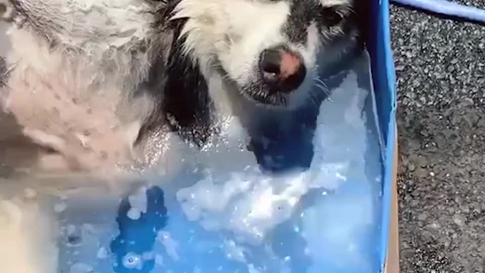 给二哈洗澡,一把板刷走天下,网友:也就脱层皮而已!