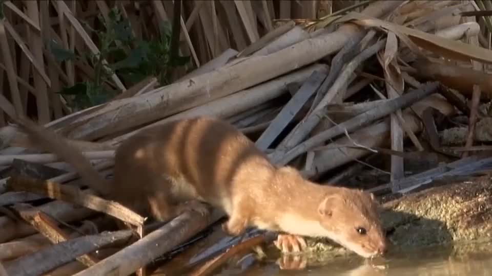 为您推荐: 实拍兔子和黄鼠狼决战,第一次听到黄鼠狼的叫声,太刺耳了!