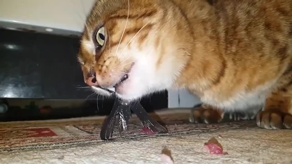 猫吃鱼为什么不怕卡刺因为它有刮骨钢刀